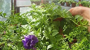 Surfiniya Petunia magvak, termesztés, gondozás