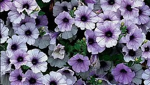 Surfiniya Petunia magvak, termesztés, gondozás