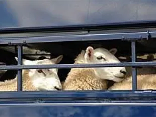 Transportul de ovine și caprine