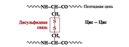 A peptid kötés - studopediya