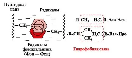 Пептидна връзка - studopediya