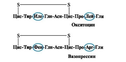 A peptid kötés - studopediya