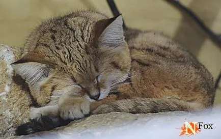 Пясък котка - едно невероятно и завладяващ вид на котки (15 снимки), виж