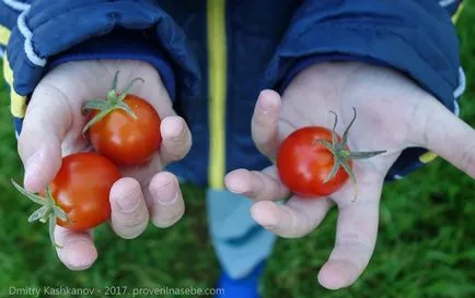 Dezvoltă răsaduri de tomate - ce să facă