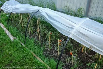 Dezvoltă răsaduri de tomate - ce să facă