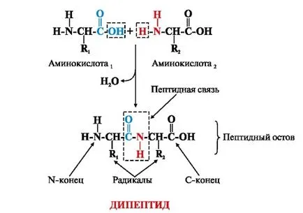 A peptid kötés - studopediya