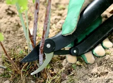 Átültetést egres rugó csökkentése nélkül hozam