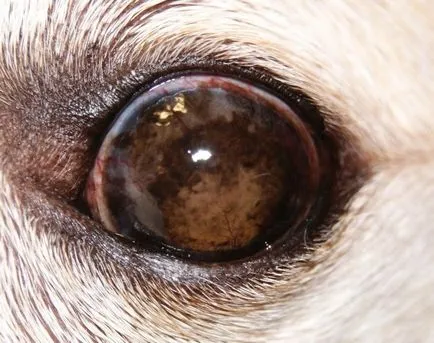 Pigmentosa keratitis kutyáknál okoz, a tünetek, a kezelés