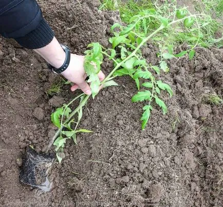 Dezvoltă răsaduri de tomate - ce să facă