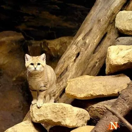 Пясък котка - едно невероятно и завладяващ вид на котки (15 снимки), виж