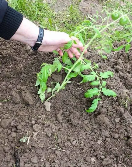 Dezvoltă răsaduri de tomate - ce să facă