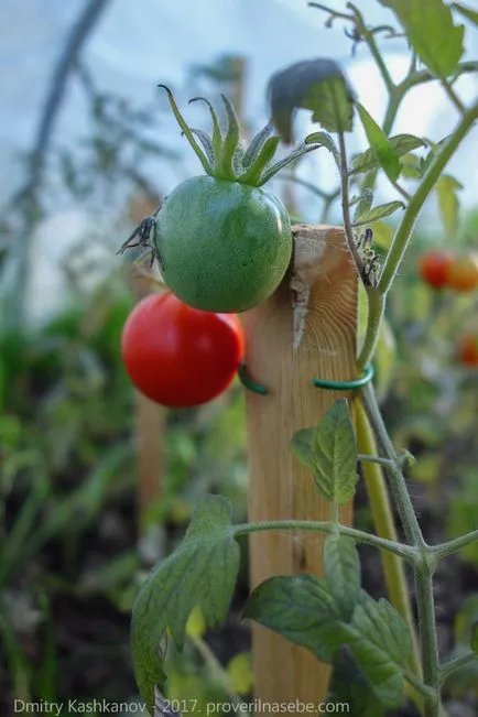 Dezvoltă răsaduri de tomate - ce să facă