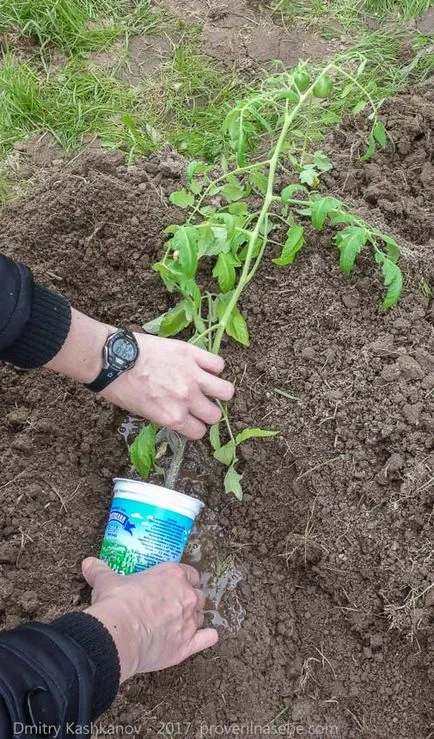 Dezvoltă răsaduri de tomate - ce să facă