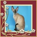 Crescatoria Cornish Rex rexylada