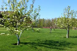 Plant Nursery - cseresznye - a falu Leningrád zanevka