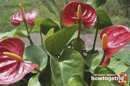 Miért ne virágok Anthurium