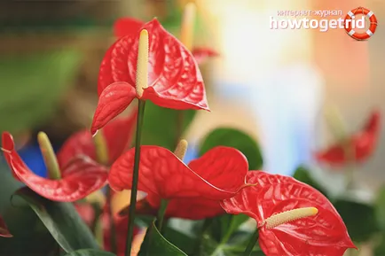 Miért ne virágok Anthurium