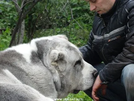 Pepiniera Central Shepherd (Alabais) anatolian Shepherd (Cangallo) oi caucaziană „cu