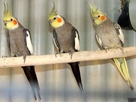 Miért cockatiel papagáj cockatiel miért viszket karcos chukha