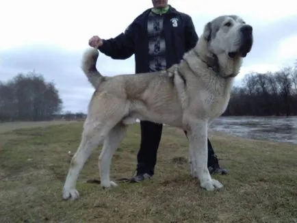 Pepiniera Central Shepherd (Alabais) anatolian Shepherd (Cangallo) oi caucaziană „cu