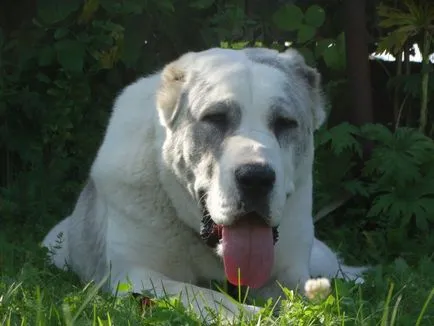 Pepiniera Central Shepherd (Alabais) anatolian Shepherd (Cangallo) oi caucaziană „cu