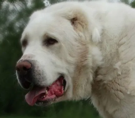 Pepiniera Central Shepherd (Alabais) anatolian Shepherd (Cangallo) oi caucaziană „cu