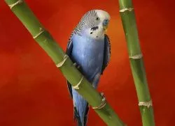 Miért papagáj csőr görbe