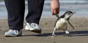 Podnimatel пингвини - необичаен професия