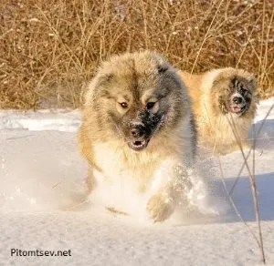 Защо куче разтърсва и често диша heppidogs