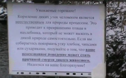 Защо не мога да се хранят патици с хляб - Ледена велосипеди