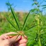 Udarea marijuana - cânepă în creștere, marijuana, canabis în aer liber