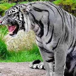 tigru subspecii sunt pe cale de dispariție și pe cale de disparitie