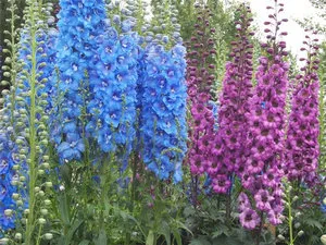 Ültetés és ápolása Új-Zéland delphiniums