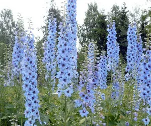 Засяване и грижи за Нова Зеландия delphiniums