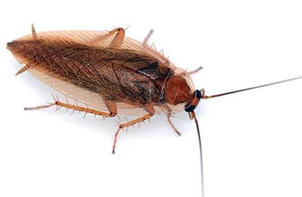 Poloska és fotó részleteket, hogy hogyan néz ki, mint a bogarakat, a lárvák és a tojás