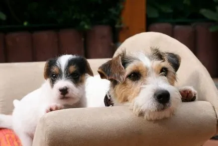 Rasa Parson Russell Terrier