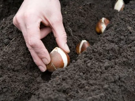 Plantarea și propagarea crocuses - Vila vieneză