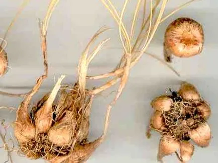 Засаждане и размножаване на минзухари - виенски вила