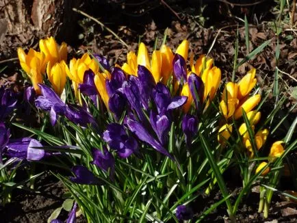 Plantarea și propagarea crocuses - Vila vieneză