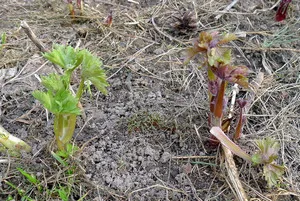 Reguli în creștere delphiniums Noua Zeelandă în grădina din semințe