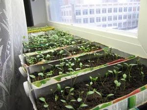 Правила нарастващите delphiniums Нова Зеландия в градината от семена
