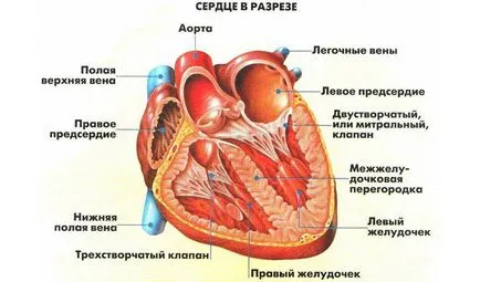 Az uralkodó bal kamrai potenciális norma vagy kóros