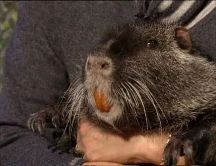 sacrificare corectă a nutria