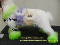 Професионални курсове и семинари за оформяне за котки и кучета в Коняр услугите на домашни любимци в Presnya