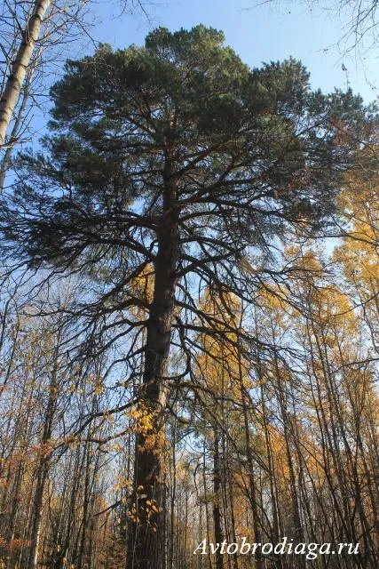 Természetes park szarvas patakok, avtobrodyaga