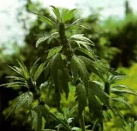 Motherwort, alergii, alergie de tratament medical și național