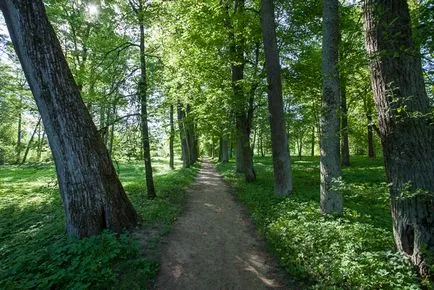 Călătorie spre Crăciun pe masina lui Peter