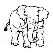 colorat elefant