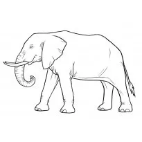 colorat elefant