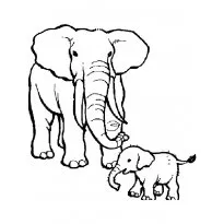 colorat elefant